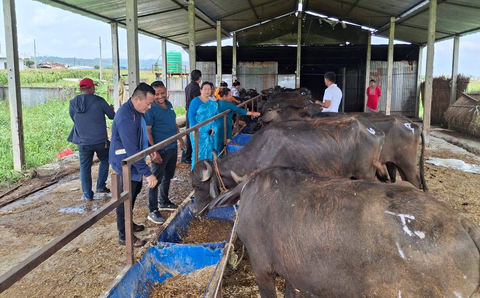 हेटौंडा–१५ मा पशुपालन